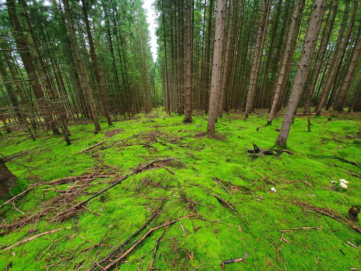 Holzhaus Am See Mit Panoramablick Trausnitz Ngoại thất bức ảnh